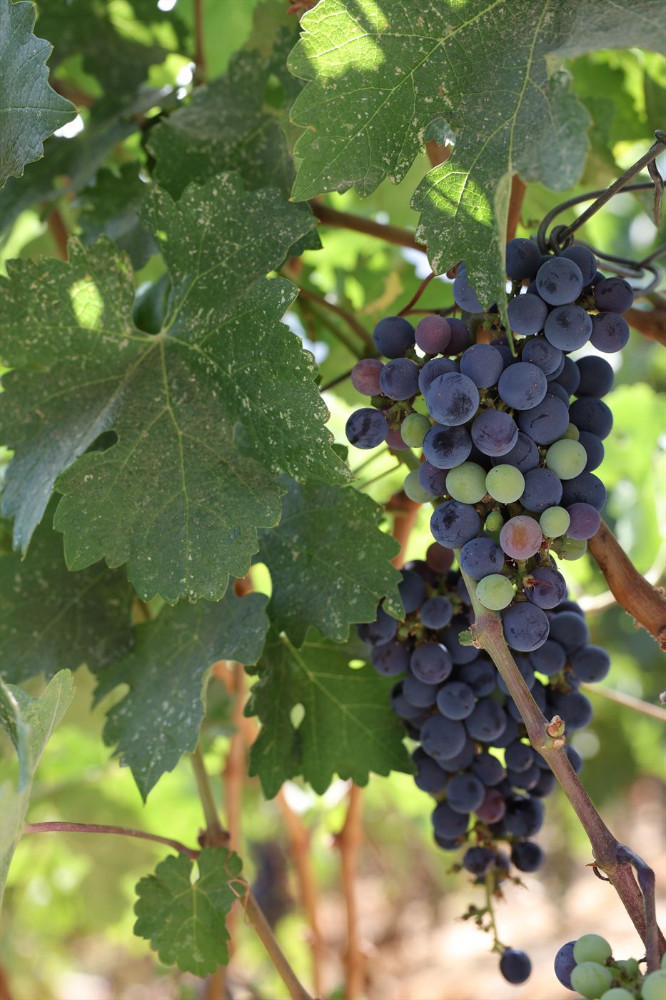 Close view of a hanging cluster of dark blue-purple wine grapes, a few berries still unripe green, on a woody cane among large sunlit vine leaves.